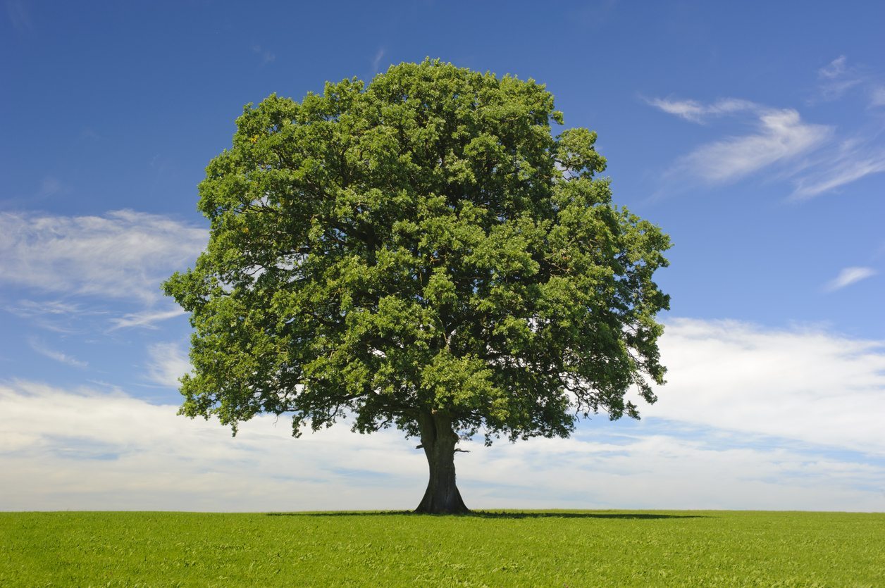 Shade Tree
