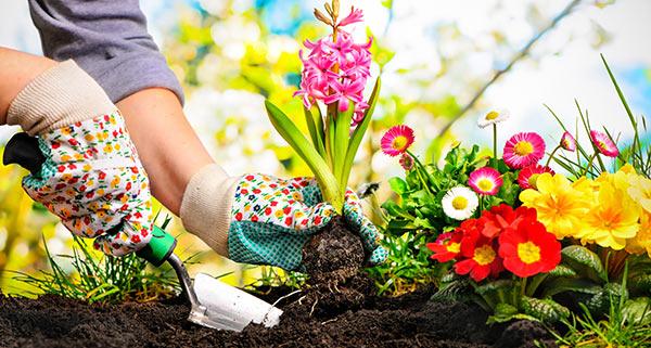 Hands wearing garden gloves and planting a flower.