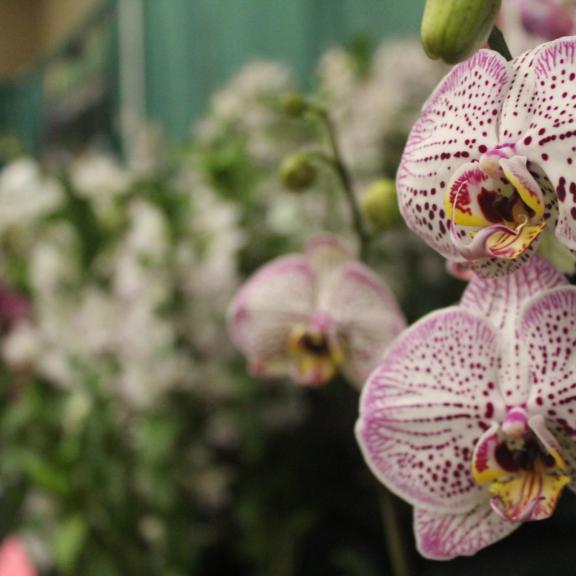 Boise Flower And Garden Show