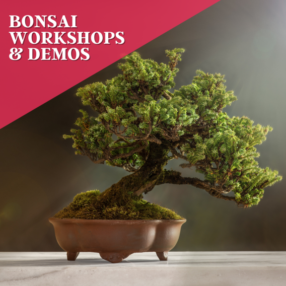 Bonsai Workshops & Demos