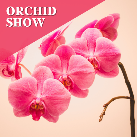 Orchid Show