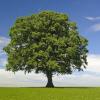 Shade Tree
